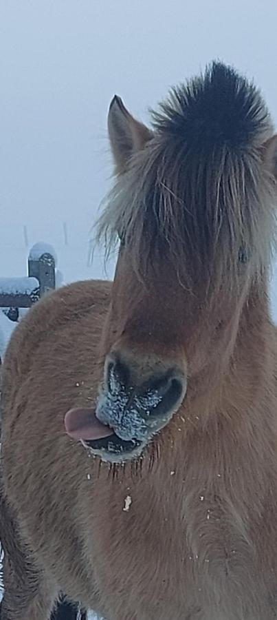 Le Relais D'Artagnan - Relais Equestre Hotel Mortier Kültér fotó